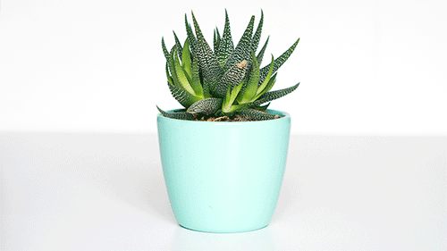 An Aloe Vera plant in a turquoise ceramic planter.