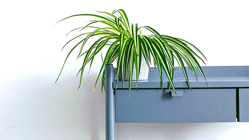 A Spider plant in a light gray ceramic planter.