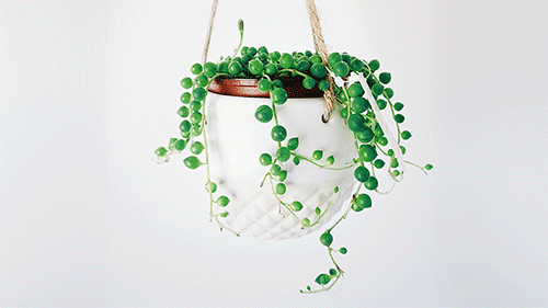 String-of-pearls plant in hanging white ceramic planter.