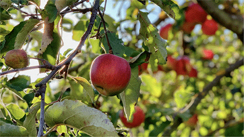 A Red Gala apple sapling in a burlap wrap.