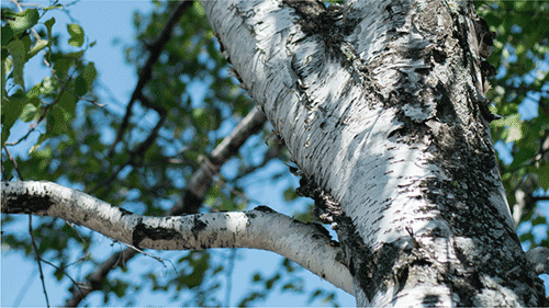 A Silver Birch sapling in a disposable plastic container.