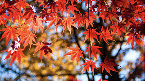 A Japanese Maple sapling in a burlap wrap.